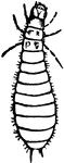 Clerus apivorus species; larva.