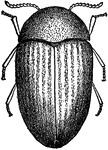Lasioderma serricorne species.
