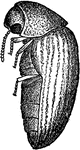 Lasioderma serricorne species, from side.