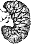 The "death-watch," Sitodrepa panicea species; larva.