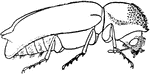 Apple-twig borer, Amphicerus bicaudatus species; beetle, from above.
