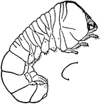 Apple-twig borer, Amphicerus bicaudatus species; larva.