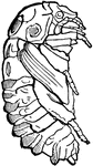 A "tumble-bug" of the Copris carolina species; pupa.