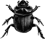 A "tumble-bug" of the Copris carolina species; female beetle.