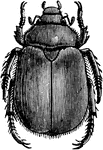 Goldsmith beetle of the Cotalpa lanigera species.