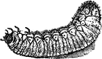 Allorhina nitida species; larva.