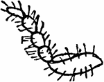 Allorhina nitida species; structural detail of larva.
