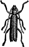 The oak-pruner, Elaphidiun parallelum species; adult beetle.