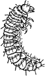 Grape-root-worm of the Fidia viticida species; larva.