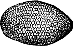 Diabrotica punctata species; egg.