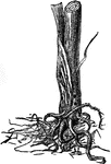 Diabrotica punctata species; injury in corn-stalk.