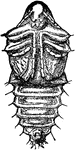 Diabrotica punctata species; pupa.