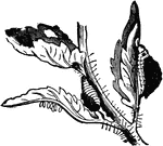 Lema trilineata species; a, larva; d, eggs.