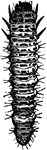 Grape flea-beetle; larva.