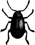 Grape flea-beetle; adult.