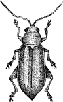 Pale-stripped flea-beetle, Systema blanda species.