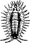 Coptocycla aurichalcea species.