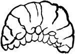 Pea-weevil, Bruchus pisi species; larva.