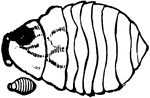 Pea-weevil, Bruchus pisi species; pupa.