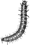 Tribolium cofusum species; larva.