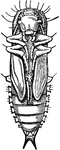 Tribolium cofusum species; pupa.