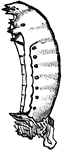 Epicauta vittata species; coarctata larva from side.