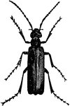 Epicauta pennsylvanica species.