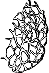 Clover-leaf beetle, Phytonomus punctatus species; net-like character of cocoon.