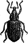Clover-leaf beetle, Phytonomus punctatus species; beetle.