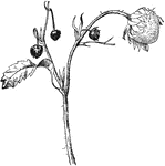 Work of the strawberry-weevil, shoot of strawberry-plant bearing punctured buds.