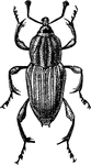 Sphenophorus ochreus species; adult.