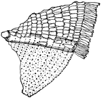 Scales on wing of butterfly.