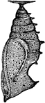 Chrysalis of Vanessa antiopa species.