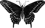 Papilio asterias, male.