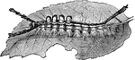 Caterpillar of Notolophus leucostigma.