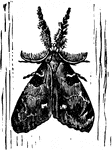 The vaporer moth of the Notolophus leucostigma species; male moth.