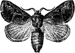 The saddle-back moth of the Empretia stinulea species.
