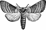 The yellow-necked caterpillar's parent, the Datana ministra species.