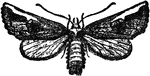 Edema albifrons species.