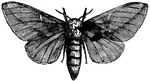 Dryocampa rubicunda species; moth.