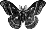 Male cecropia moth.