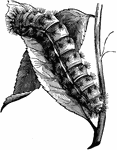 Larva of io moth.