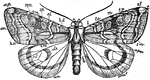 Wing of an owlet-moth, with all the markings defined and named.-Right wings: b, basal line; t.a., transverse anterior line; m, median line or shade; t.p., transverse posterior line; st., sub-terminal line; t., terminal line; sm., sub-median vein; apex of hind wing; o.m., outer margin; i.m., inner margin. Left wings: b.d., basal dash; cl., claviform; or., orbicular spot; ren., reniform spot; ap., apical spot; c.m., costal margin; o.m., outer margin; i.m. inner margin; h.a., hind angle; d.s., discal spot; e.l., exterior line; an., anal angle.