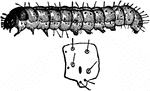 Hadena devastatrix species; larva.