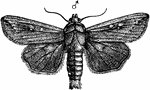 Moth of army-worm, Leucania unipuncta species.