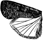 Laphygma frugiperda species; wing.