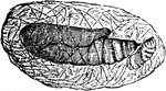 The cabbage Plusia; pupa in its thin cocoon.