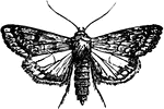 Heliothis armiger species; moth