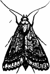 Heliothis armiger species; moth