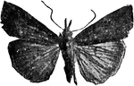 Hypena humuli species, hop-vine moth.